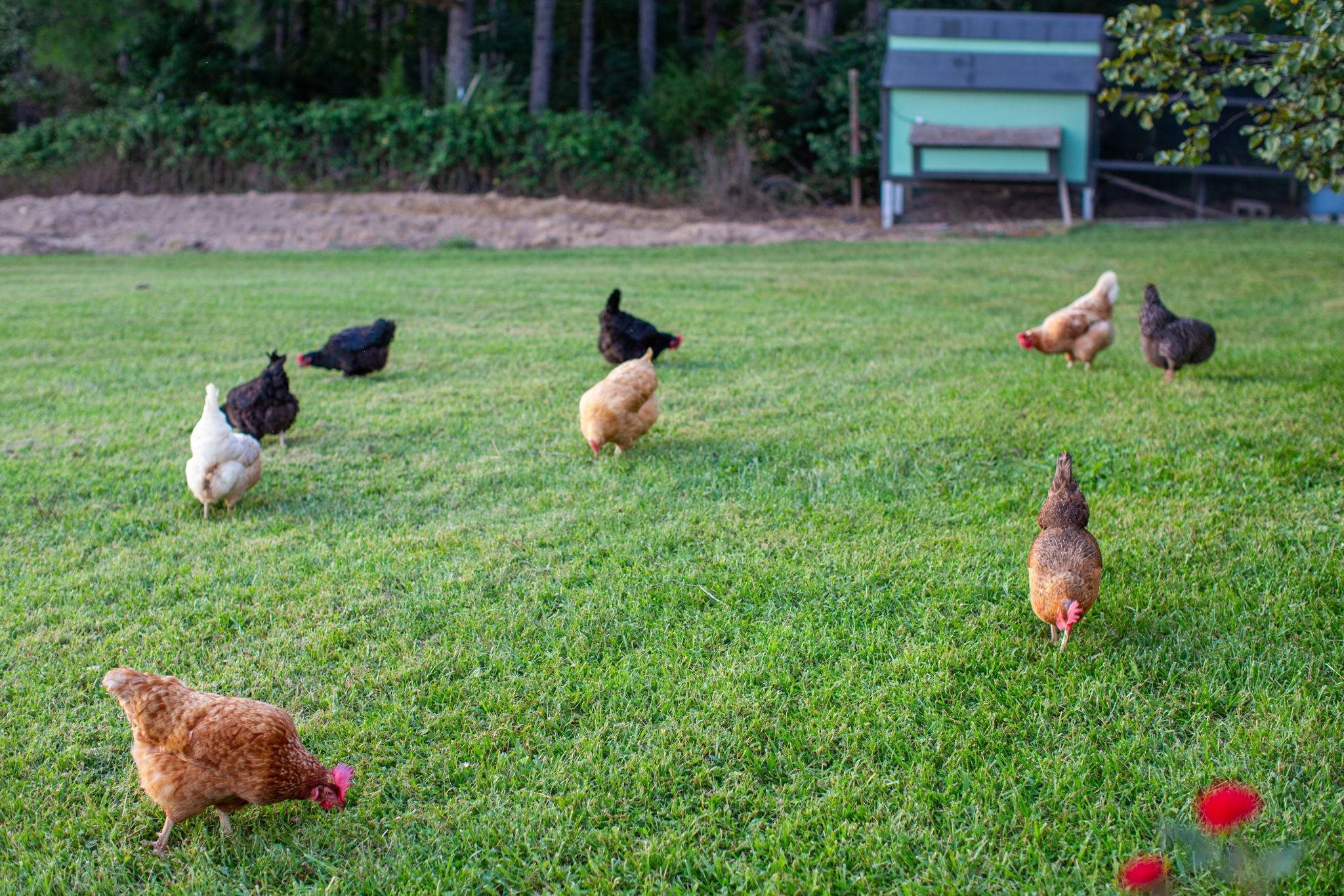 with chickens that may convey.