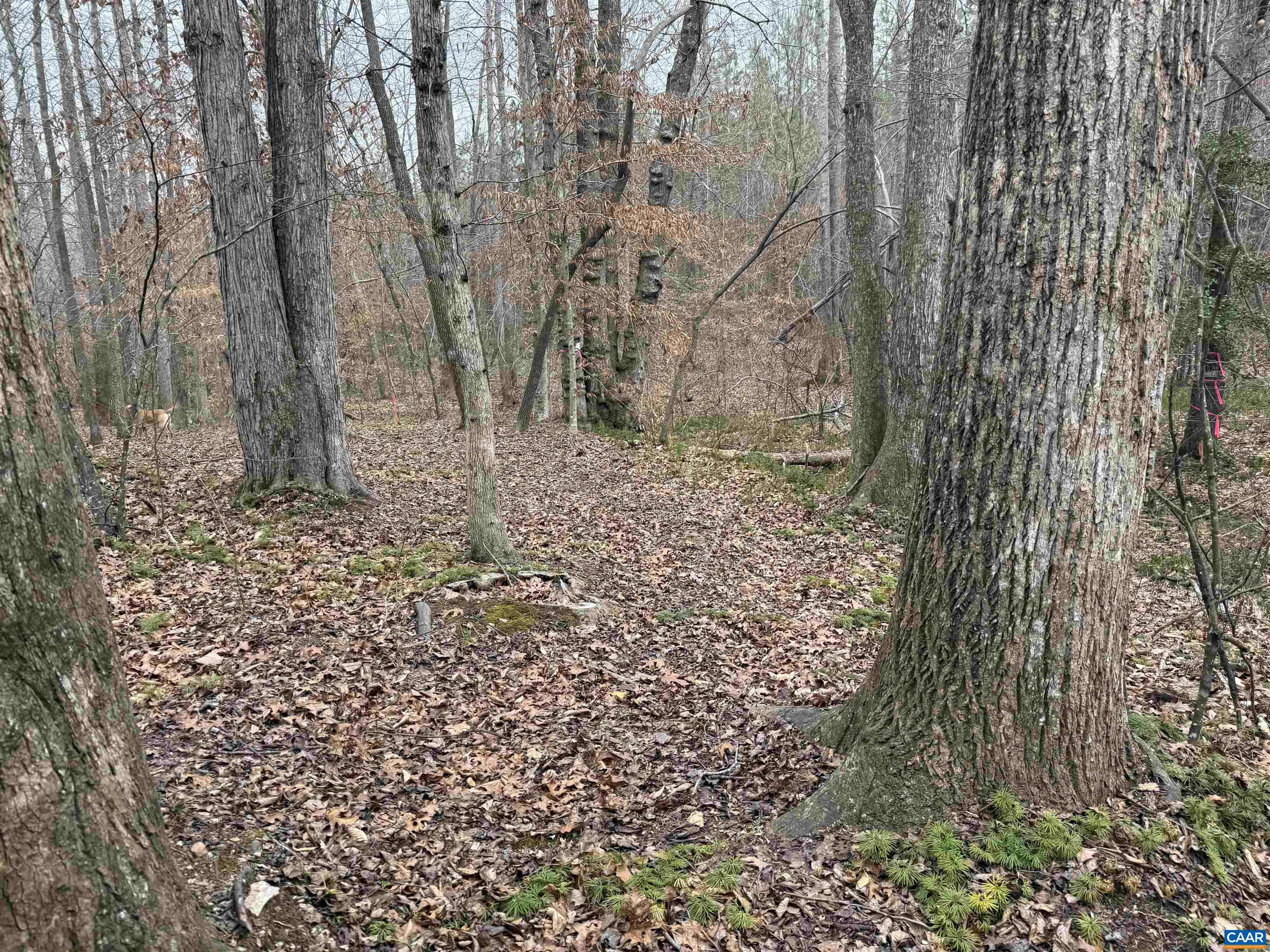 1 TBD HARDWARE RD, ARVONIA, Virginia 23004, ,Land,1 TBD HARDWARE RD,681954 MLS # 681954 1 TBD HARDWARE RD, ARVONIA, Virginia 23004, ,Land,1 TBD HARDWARE RD,681954 MLS # 681954