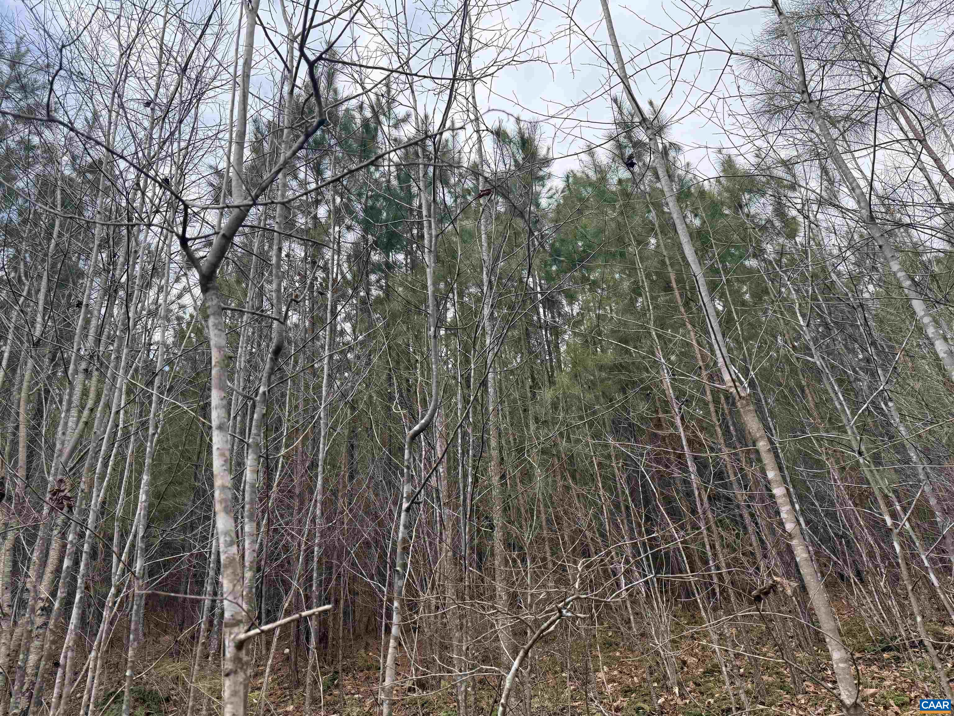 1 TBD HARDWARE RD, ARVONIA, Virginia 23004, ,Land,1 TBD HARDWARE RD,681954 MLS # 681954 1 TBD HARDWARE RD, ARVONIA, Virginia 23004, ,Land,1 TBD HARDWARE RD,681954 MLS # 681954