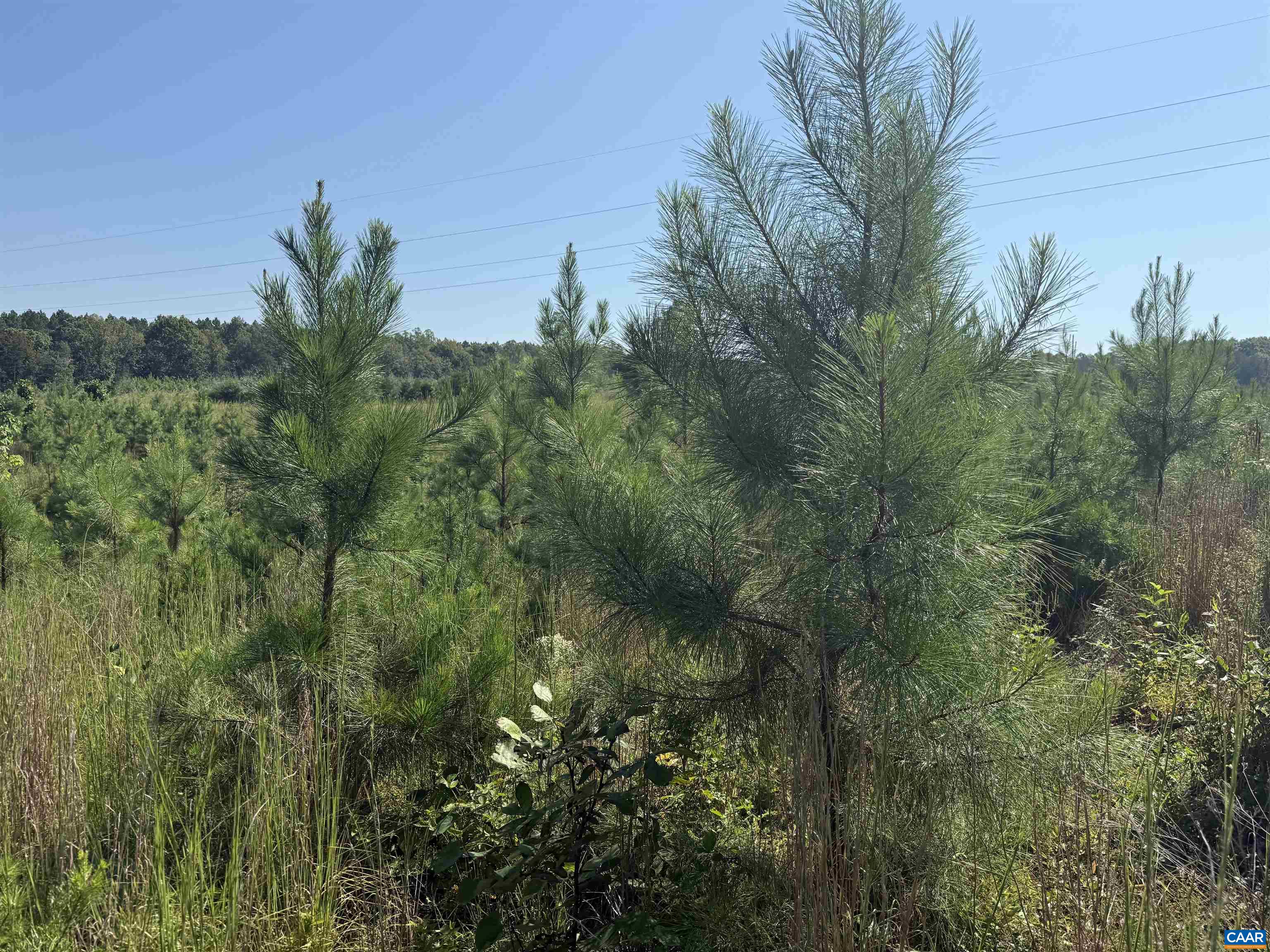 TBD Tract 1 COMMUNITY HOUSE RD, KENTS STORE, Virginia 23084, ,Land,TBD Tract 1 COMMUNITY HOUSE RD,681960 MLS # 681960