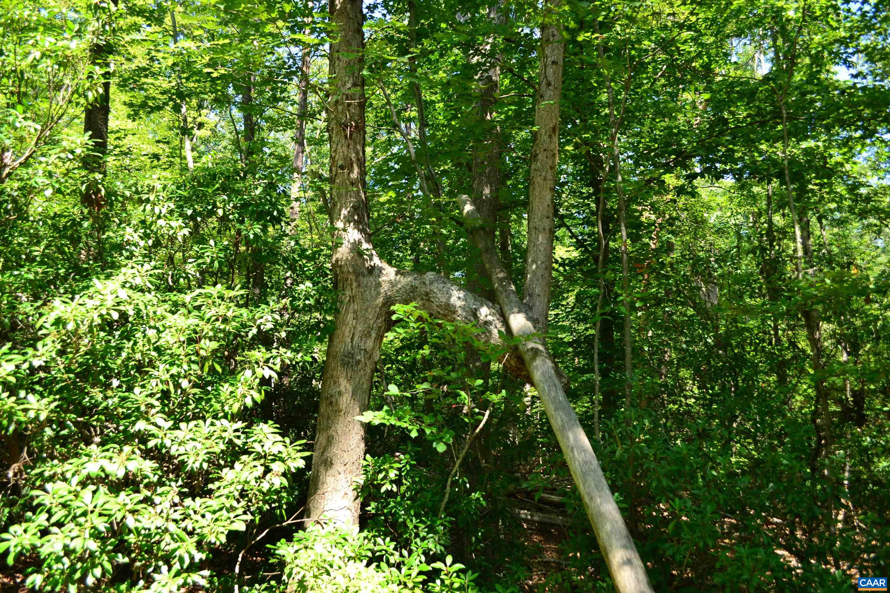 TBD DAMON RD, SCHUYLER, Virginia 22969, ,Land,TBD DAMON RD,682062 MLS # 682062 TBD DAMON RD, SCHUYLER, Virginia 22969, ,Land,TBD DAMON RD,682062 MLS # 682062