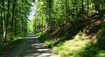 TBD DAMON RD, SCHUYLER, Virginia 22969, ,Land,TBD DAMON RD,682062 MLS # 682062