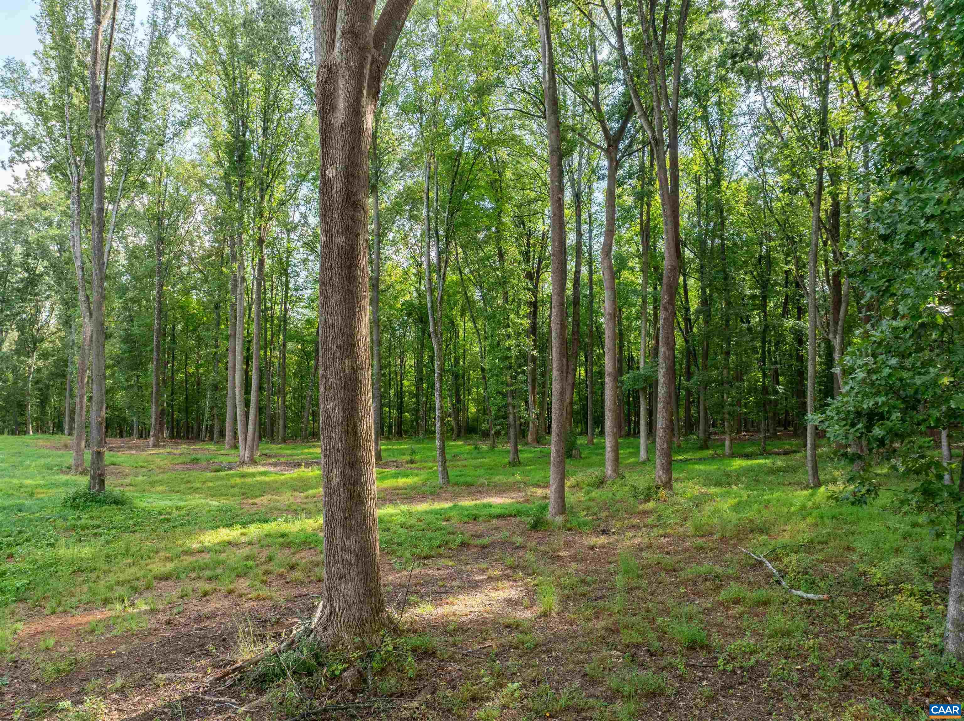 00 DICK WOODS RD, IVY, Virginia 22945, ,Land,00 DICK WOODS RD,682152 MLS # 682152 00 DICK WOODS RD, IVY, Virginia 22945, ,Land,00 DICK WOODS RD,682152 MLS # 682152