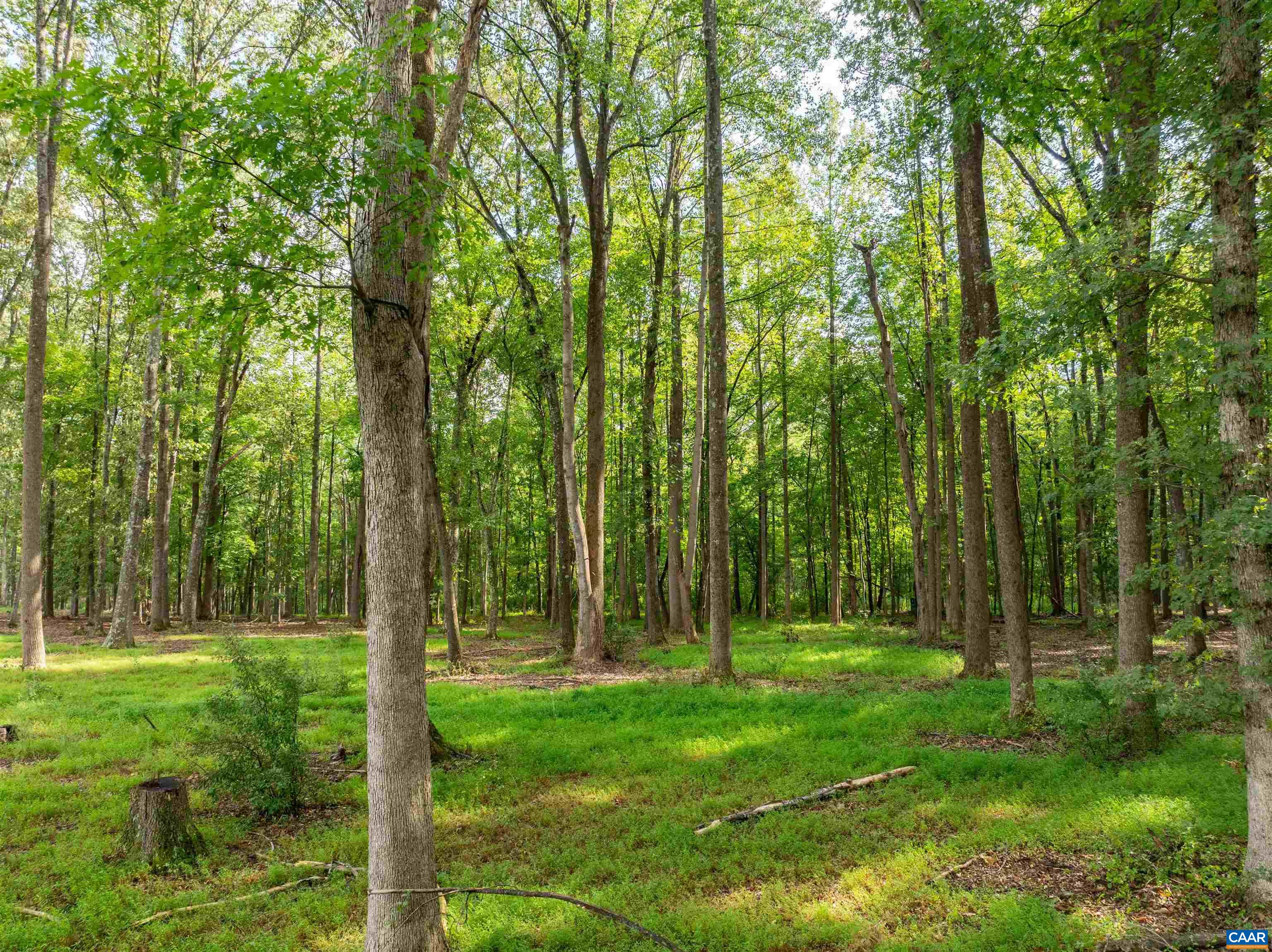 00 DICK WOODS RD, IVY, Virginia 22945, ,Land,00 DICK WOODS RD,682152 MLS # 682152 00 DICK WOODS RD, IVY, Virginia 22945, ,Land,00 DICK WOODS RD,682152 MLS # 682152