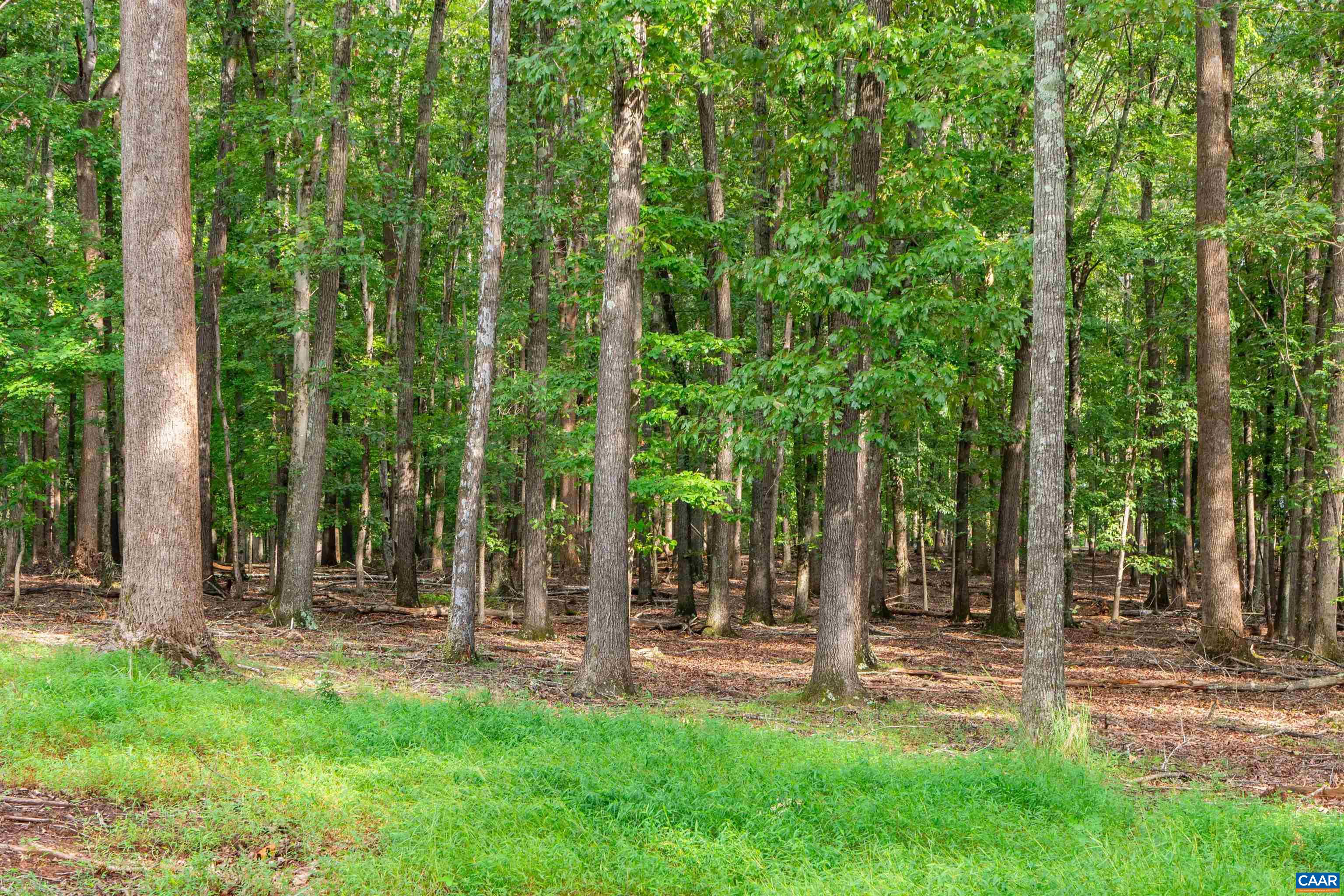 00 DICK WOODS RD, IVY, Virginia 22945, ,Land,00 DICK WOODS RD,682152 MLS # 682152 00 DICK WOODS RD, IVY, Virginia 22945, ,Land,00 DICK WOODS RD,682152 MLS # 682152