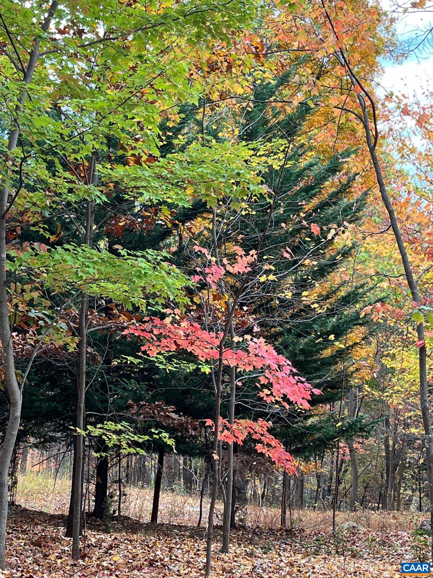 TREE HOUSE PL, NELLYSFORD, Virginia 22958, ,Land,TREE HOUSE PL,682303 MLS # 682303 TREE HOUSE PL, NELLYSFORD, Virginia 22958, ,Land,TREE HOUSE PL,682303 MLS # 682303