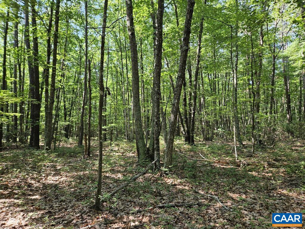 5.6 Ac MEADOW CREEK RD, WINGINA, Virginia 24599, ,Land,5.6 Ac MEADOW CREEK RD,682390 MLS # 682390 5.6 Ac MEADOW CREEK RD, WINGINA, Virginia 24599, ,Land,5.6 Ac MEADOW CREEK RD,682390 MLS # 682390