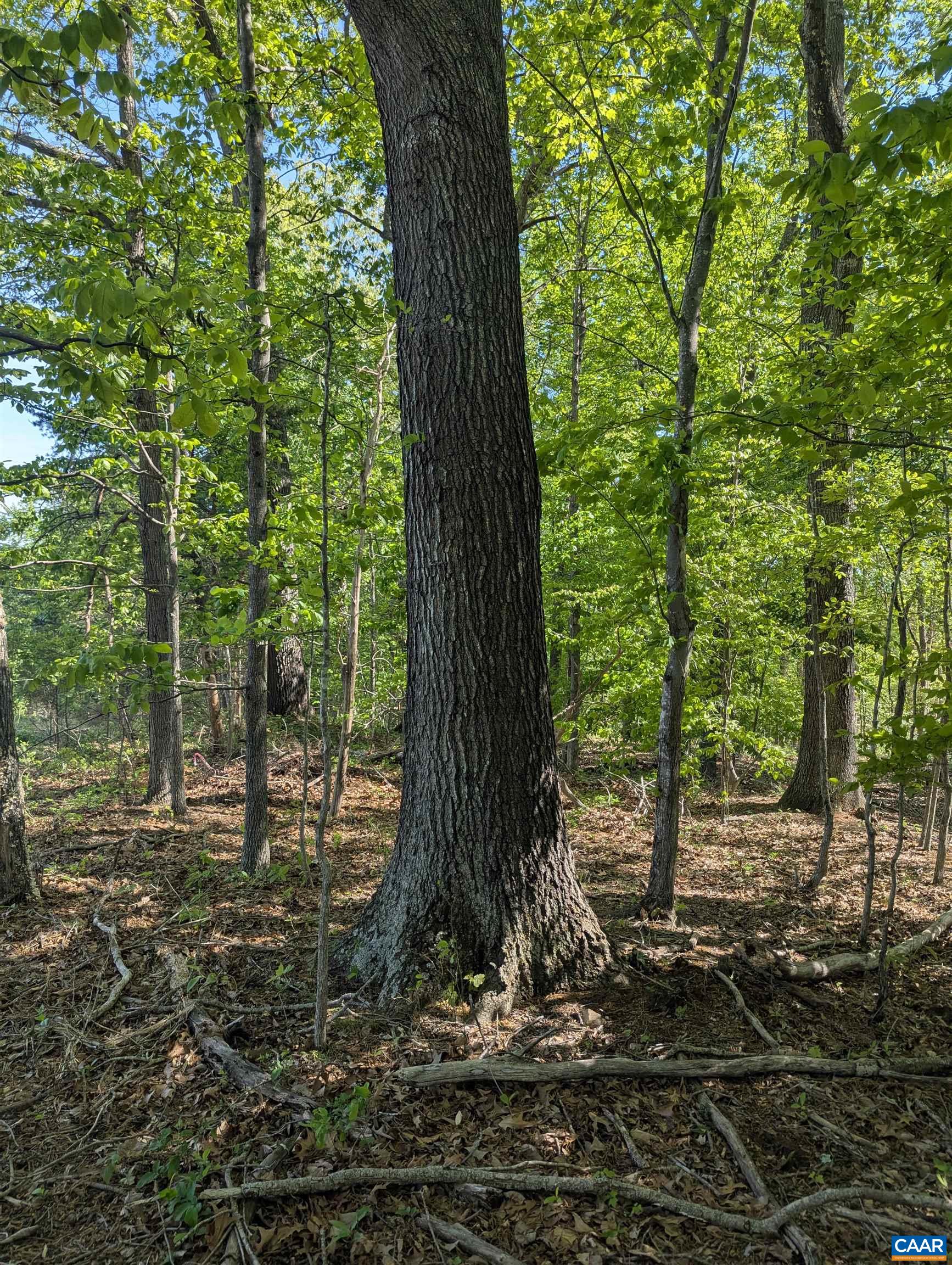Lot 4 HORIZON DR, RUCKERSVILLE, Virginia 22968, ,Land,Lot 4 HORIZON DR,682845 MLS # 682845 Lot 4 HORIZON DR, RUCKERSVILLE, Virginia 22968, ,Land,Lot 4 HORIZON DR,682845 MLS # 682845