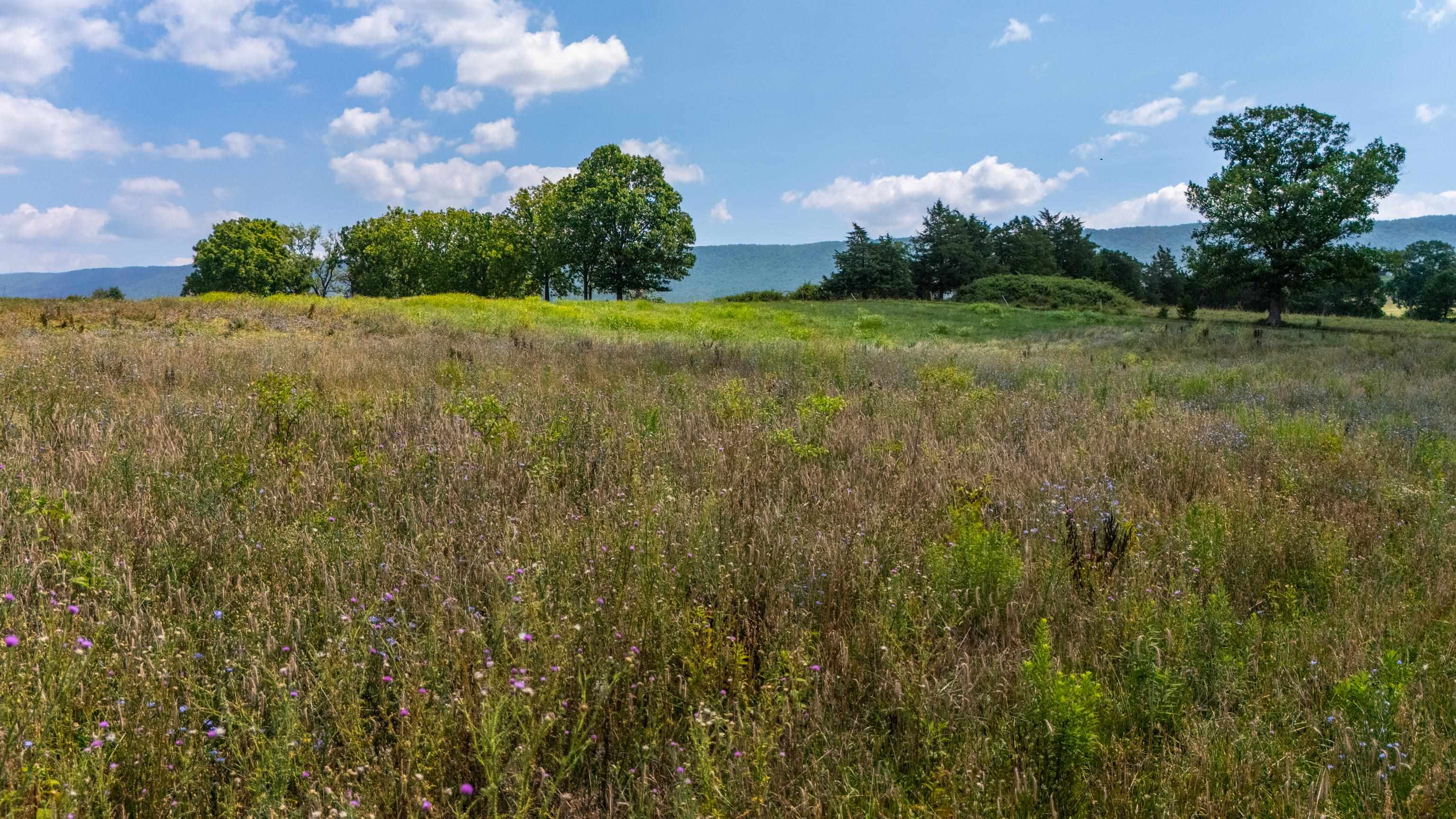 7 acres MAUZY ATHLONE RD, BROADWAY, Virginia 22815, ,Land,7 acres MAUZY ATHLONE RD,682922 MLS # 682922 7 acres MAUZY ATHLONE RD, BROADWAY, Virginia 22815, ,Land,7 acres MAUZY ATHLONE RD,682922 MLS # 682922