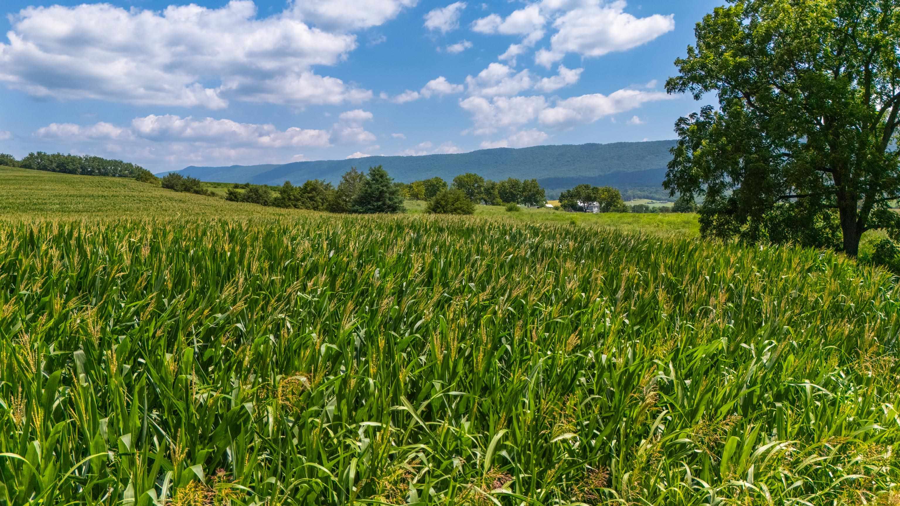 7 acres MAUZY ATHLONE RD, BROADWAY, Virginia 22815, ,Land,7 acres MAUZY ATHLONE RD,682922 MLS # 682922 7 acres MAUZY ATHLONE RD, BROADWAY, Virginia 22815, ,Land,7 acres MAUZY ATHLONE RD,682922 MLS # 682922