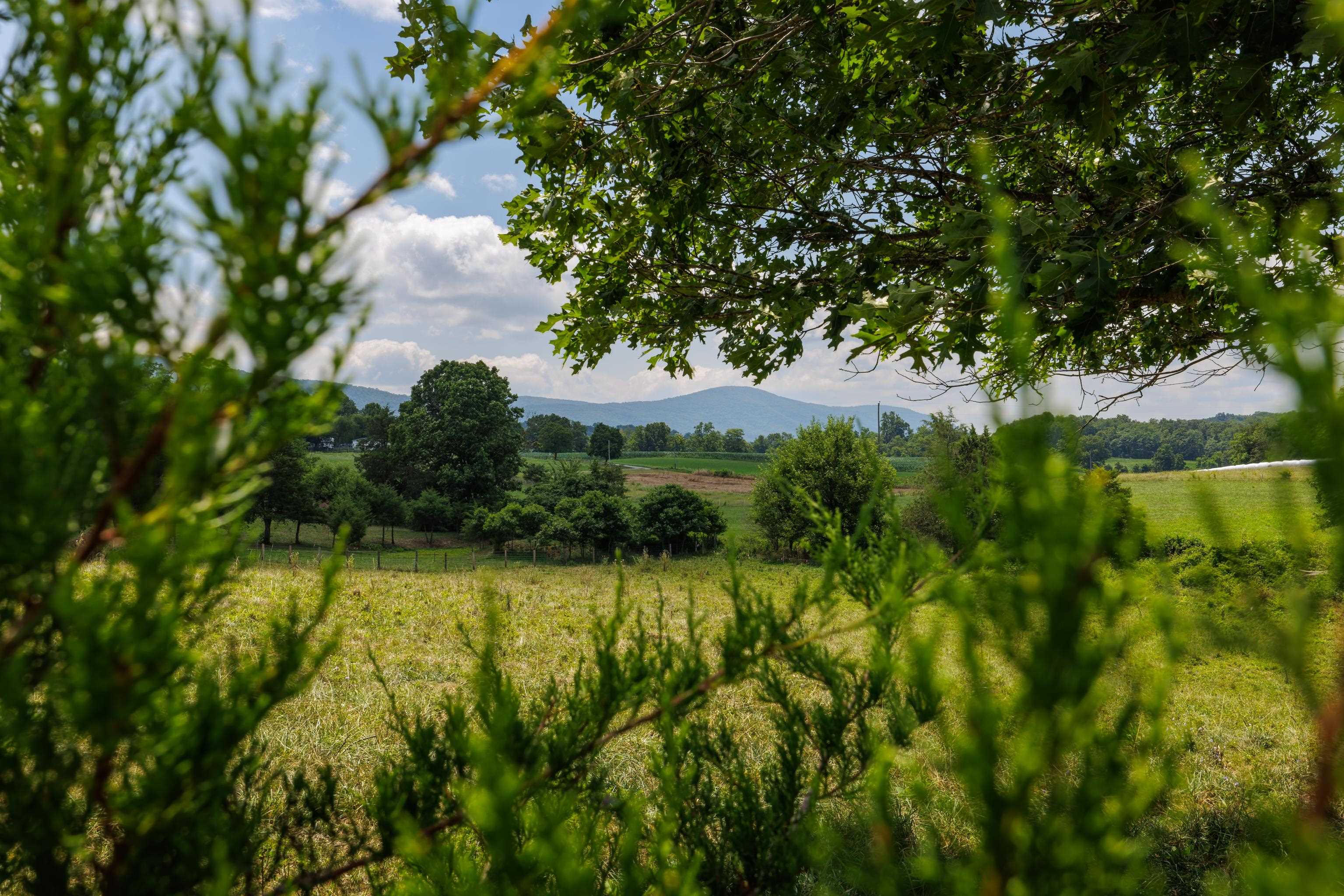7 acres MAUZY ATHLONE RD, BROADWAY, Virginia 22815, ,Land,7 acres MAUZY ATHLONE RD,682922 MLS # 682922 7 acres MAUZY ATHLONE RD, BROADWAY, Virginia 22815, ,Land,7 acres MAUZY ATHLONE RD,682922 MLS # 682922