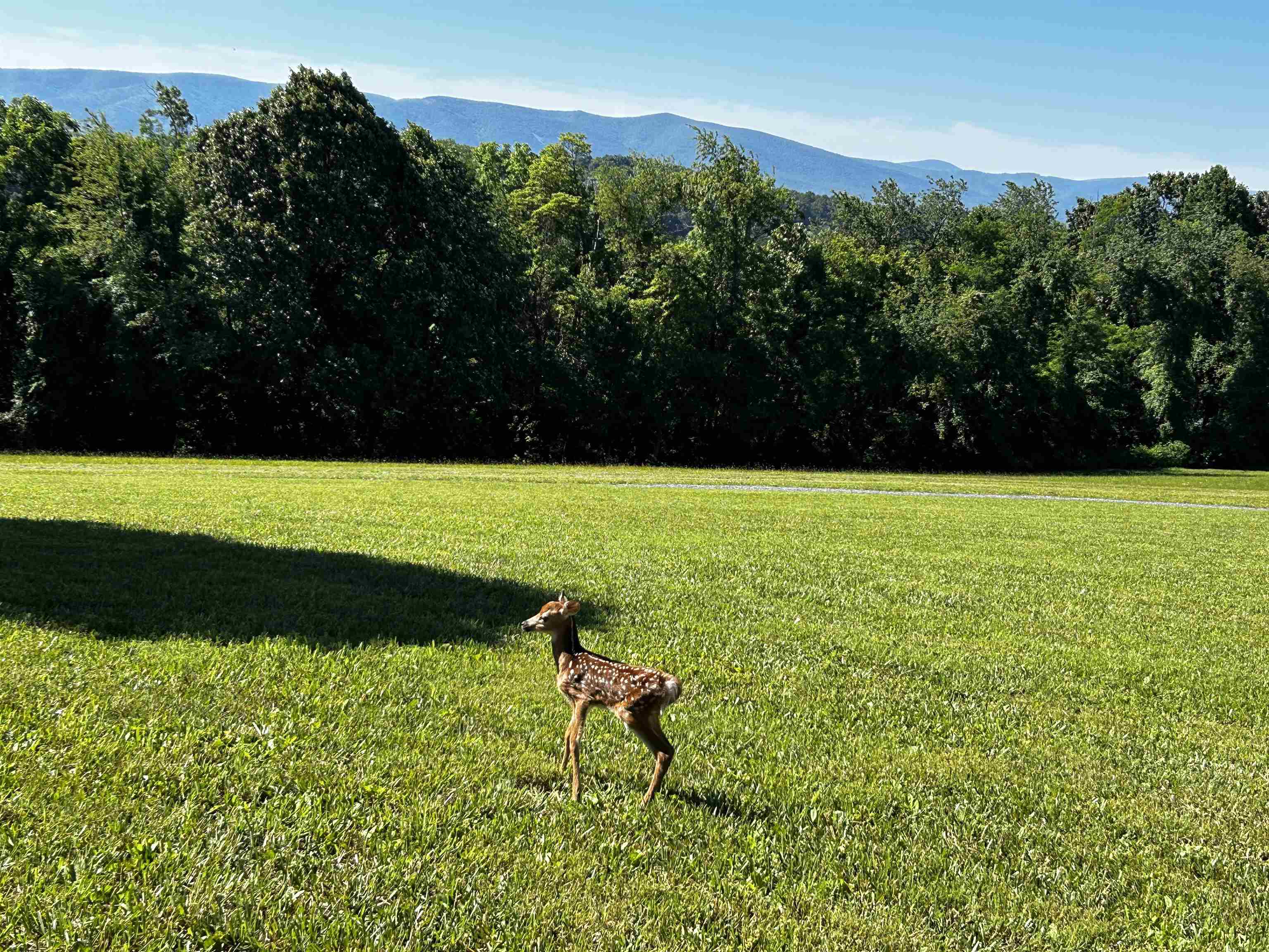733 CHESTNUT RIDGE RD, STAUNTON, Virginia 24401, 4 Bedrooms Bedrooms, ,3 BathroomsBathrooms,Residential,733 CHESTNUT RIDGE RD,683118 MLS # 683118 733 CHESTNUT RIDGE RD, STAUNTON, Virginia 24401, 4 Bedrooms Bedrooms, ,3 BathroomsBathrooms,Residential,733 CHESTNUT RIDGE RD,683118 MLS # 683118
