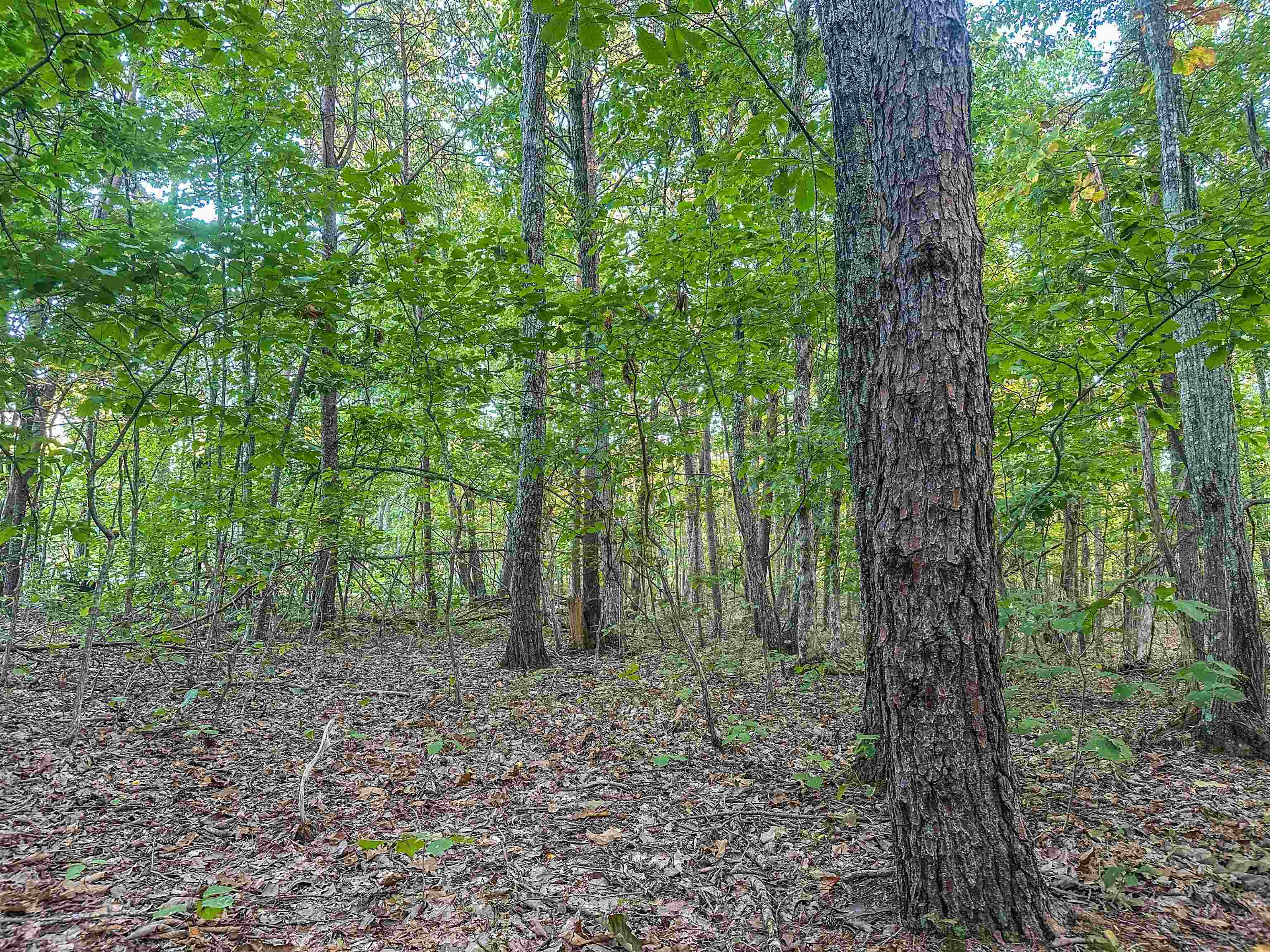 TBD JAMES MADISON HWY, BREMO BLUFF, Virginia 23022, ,Land,TBD JAMES MADISON HWY,683169 MLS # 683169 TBD JAMES MADISON HWY, BREMO BLUFF, Virginia 23022, ,Land,TBD JAMES MADISON HWY,683169 MLS # 683169