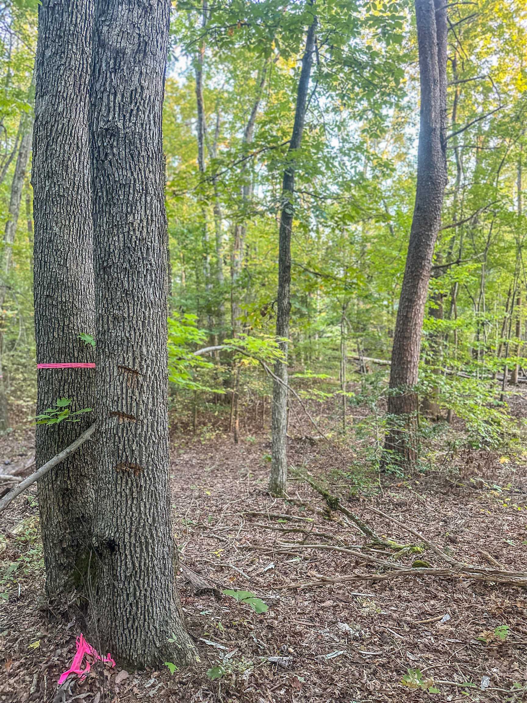 TBD JAMES MADISON HWY, BREMO BLUFF, Virginia 23022, ,Land,TBD JAMES MADISON HWY,683169 MLS # 683169 TBD JAMES MADISON HWY, BREMO BLUFF, Virginia 23022, ,Land,TBD JAMES MADISON HWY,683169 MLS # 683169