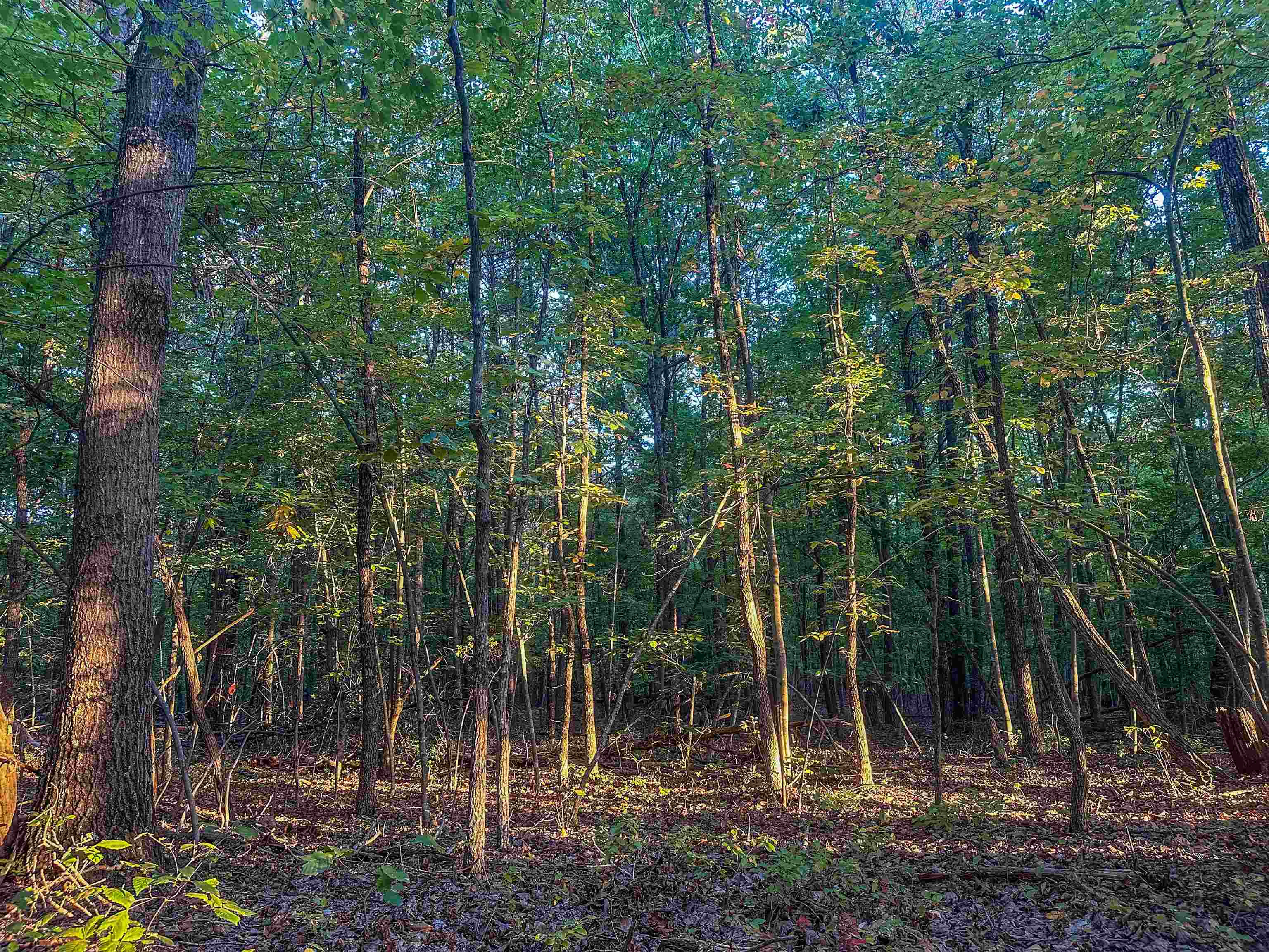 TBD JAMES MADISON HWY, BREMO BLUFF, Virginia 23022, ,Land,TBD JAMES MADISON HWY,683169 MLS # 683169 TBD JAMES MADISON HWY, BREMO BLUFF, Virginia 23022, ,Land,TBD JAMES MADISON HWY,683169 MLS # 683169
