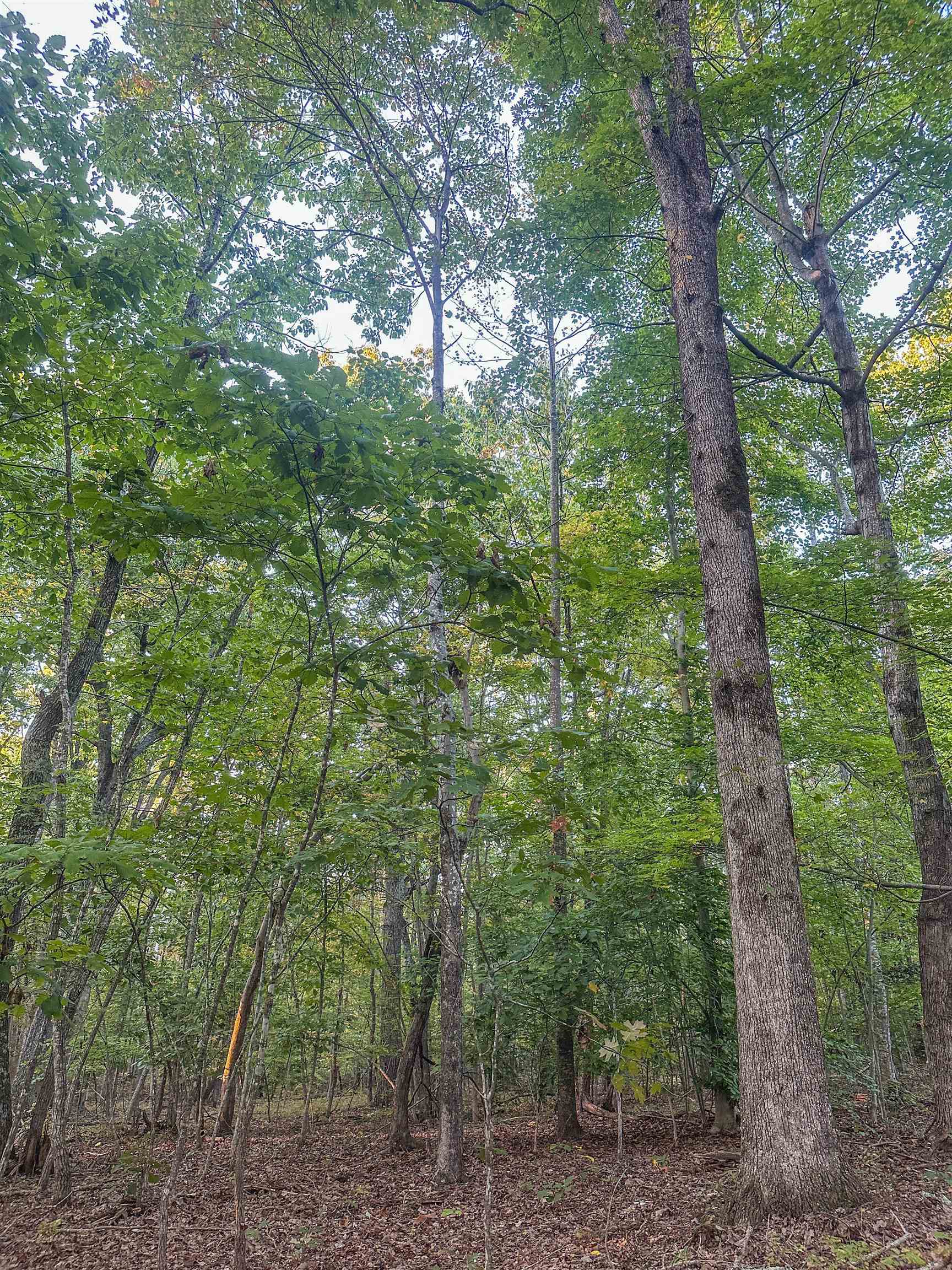 TBD JAMES MADISON HWY, BREMO BLUFF, Virginia 23022, ,Land,TBD JAMES MADISON HWY,683169 MLS # 683169 TBD JAMES MADISON HWY, BREMO BLUFF, Virginia 23022, ,Land,TBD JAMES MADISON HWY,683169 MLS # 683169