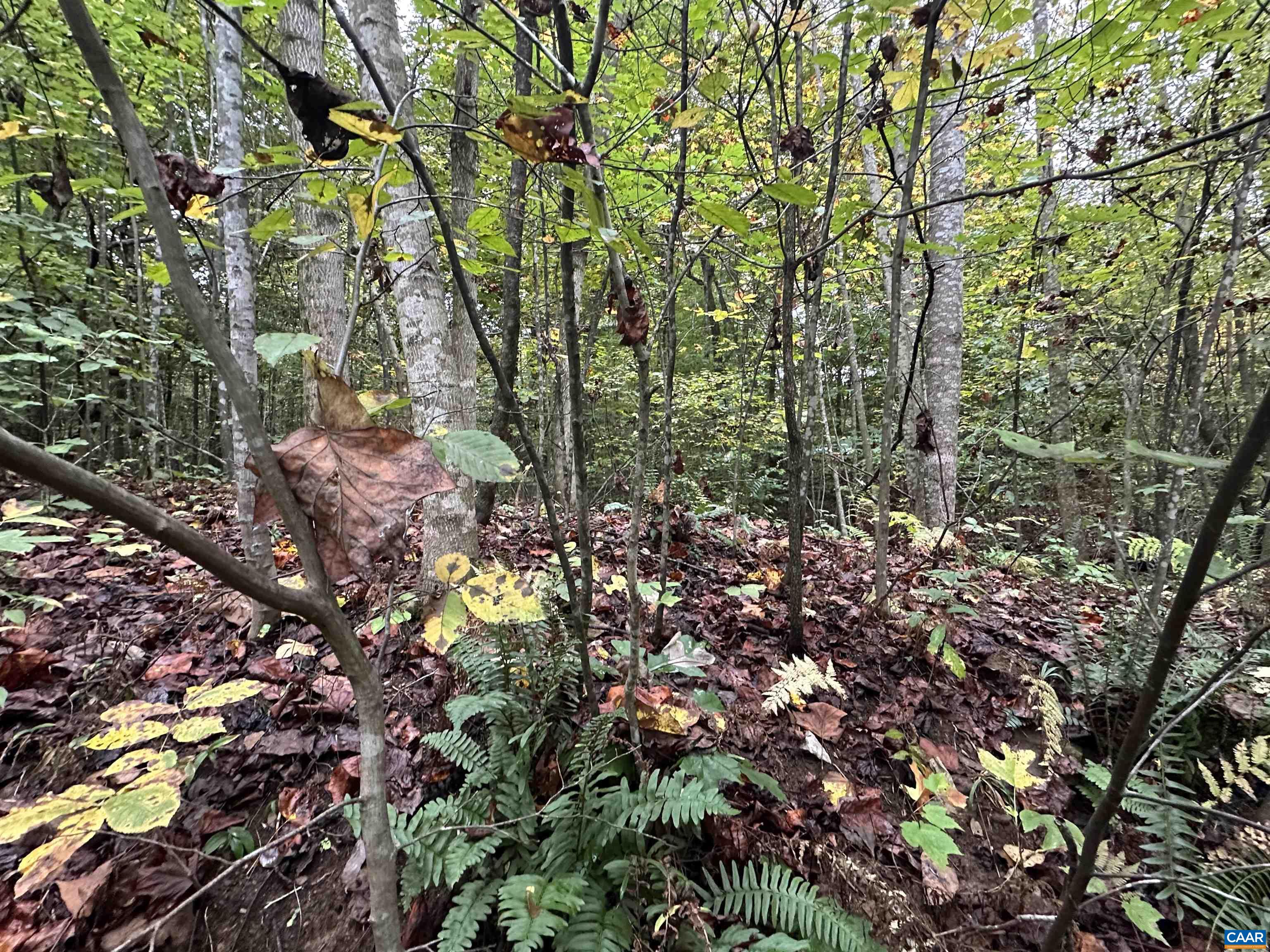 lot 2 FREDERICKSBURG RD, RUCKERSVILLE, Virginia 22968, ,Land,lot 2 FREDERICKSBURG RD,683183 MLS # 683183