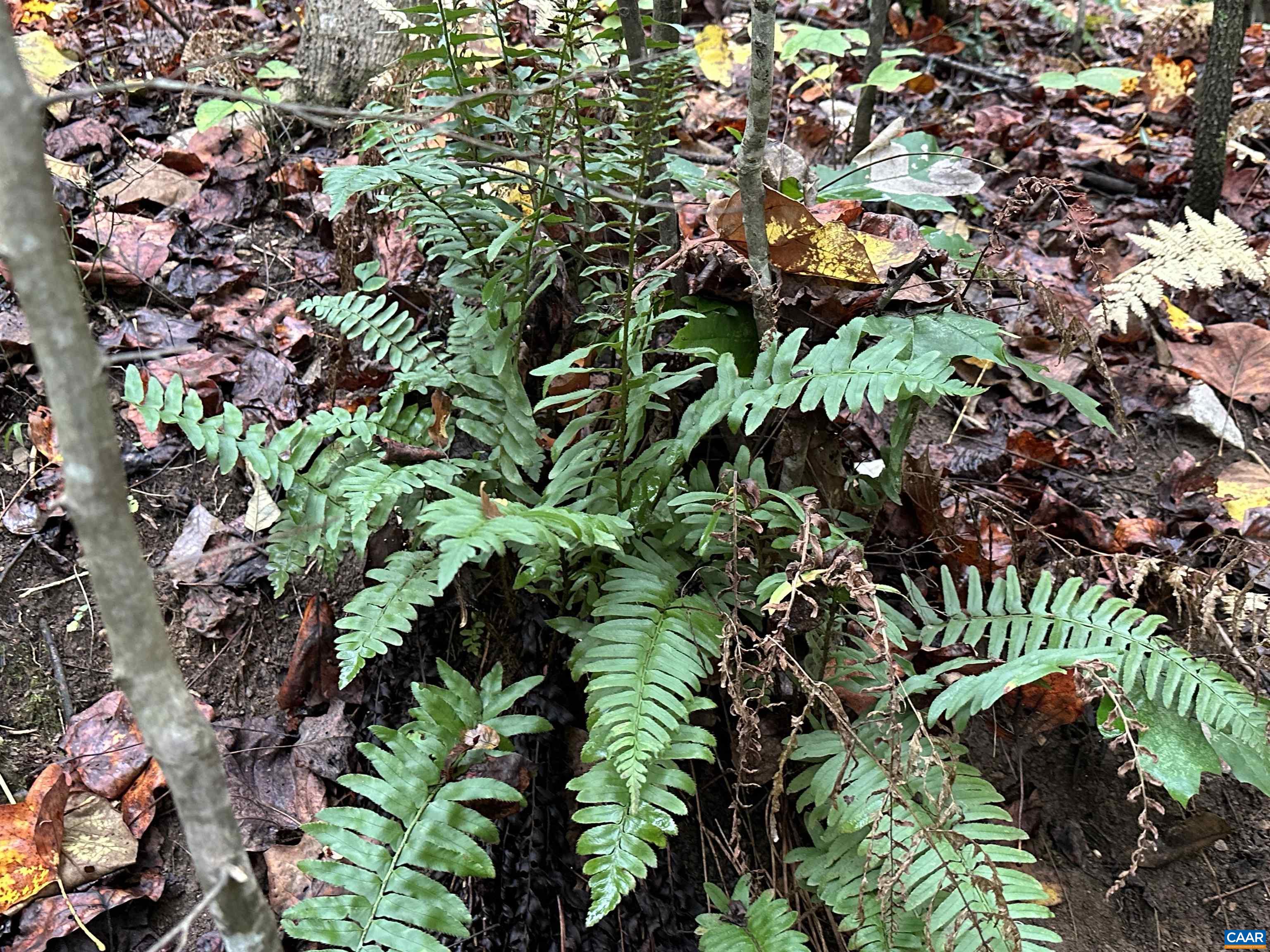 lot 2 FREDERICKSBURG RD, RUCKERSVILLE, Virginia 22968, ,Land,lot 2 FREDERICKSBURG RD,683183 MLS # 683183