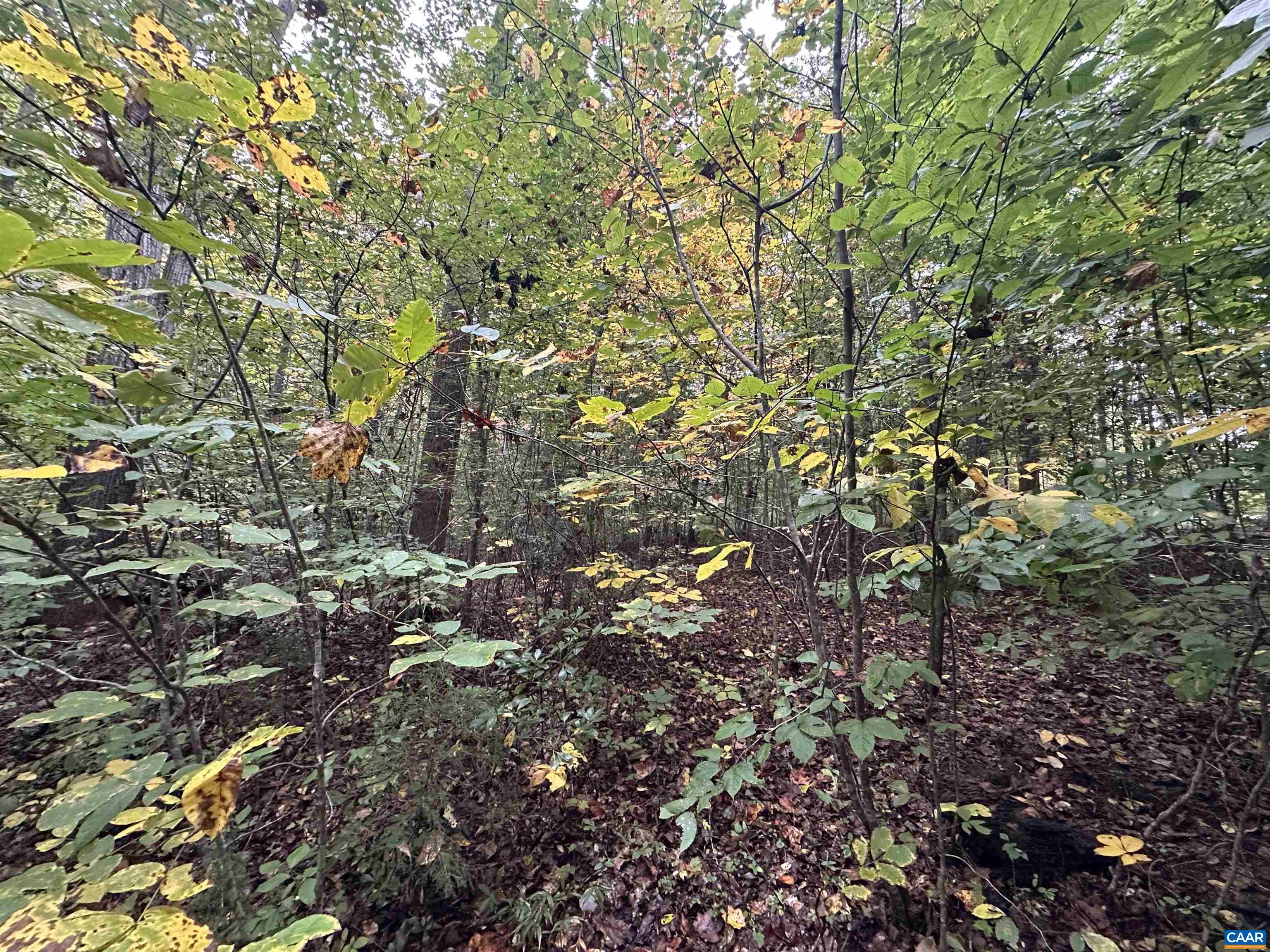 lot 2 FREDERICKSBURG RD, RUCKERSVILLE, Virginia 22968, ,Land,lot 2 FREDERICKSBURG RD,683183 MLS # 683183