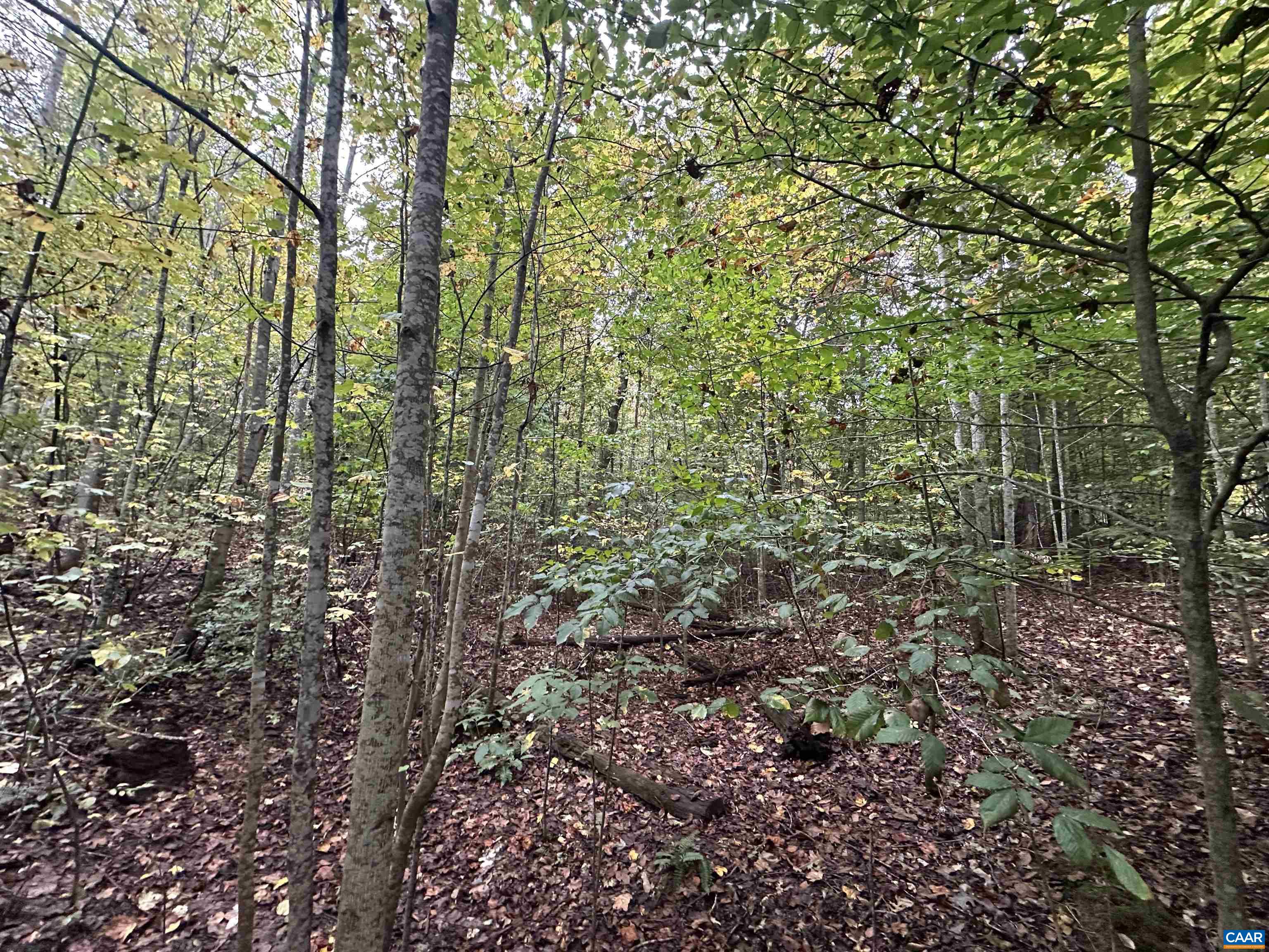 lot 2 FREDERICKSBURG RD, RUCKERSVILLE, Virginia 22968, ,Land,lot 2 FREDERICKSBURG RD,683183 MLS # 683183