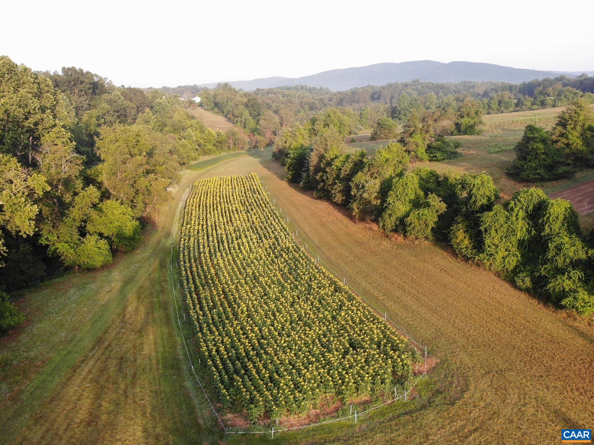 Sunflowers planted in the upper fields, seen from above, with hardwoods on both sides and the mountains beyond. Sunflowers planted in the upper fields, seen from above, with hardwoods on both sides and the mountains beyond.