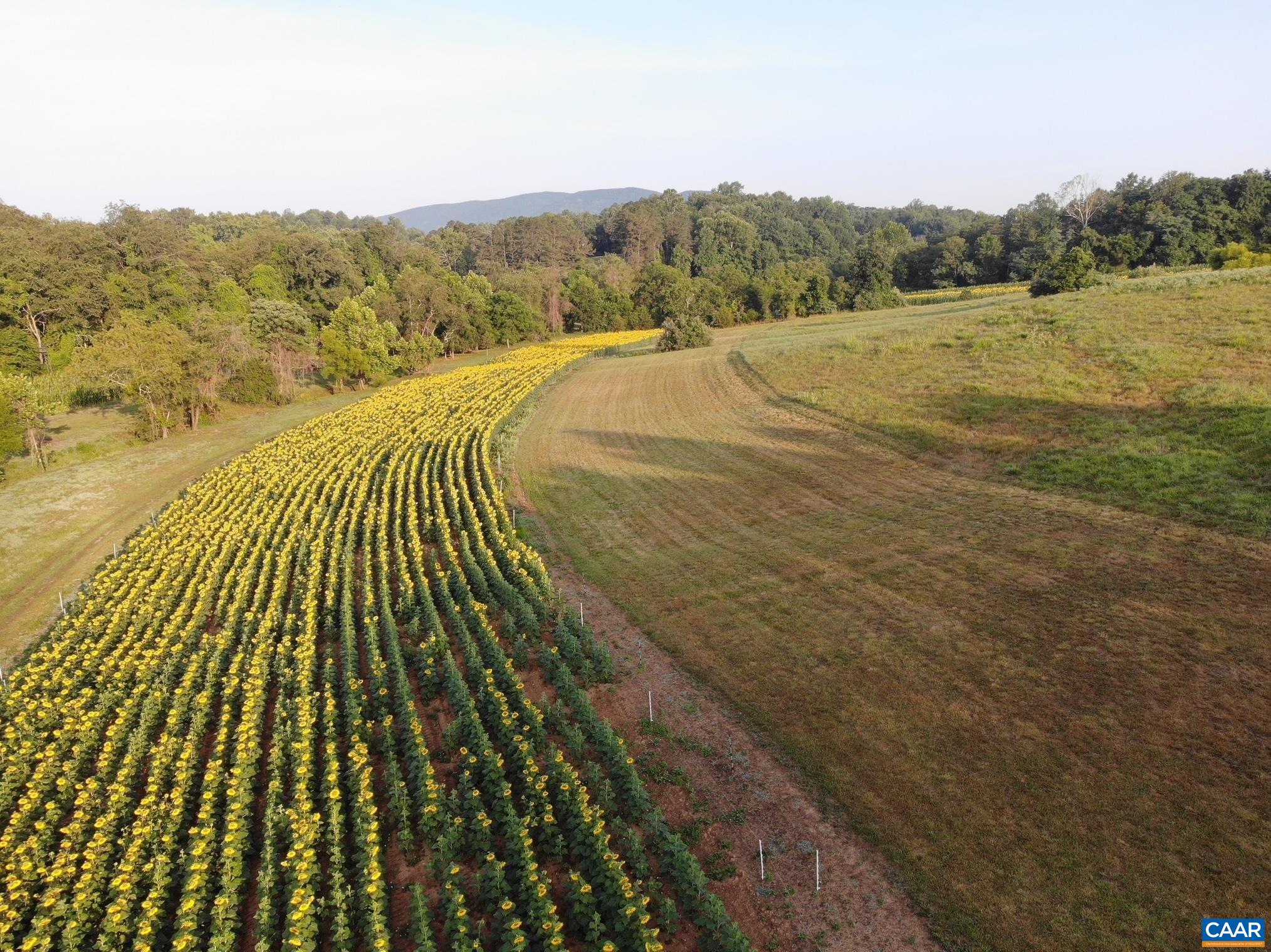 Rows of sunflowers along the contour of the upper fields, with mown margins and the Blue Ridge on the horizon. Rows of sunflowers along the contour of the upper fields, with mown margins and the Blue Ridge on the horizon.