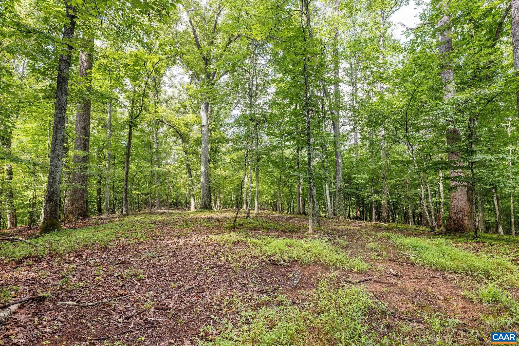 Epic, panoramic winter views could be year round with select clearing.