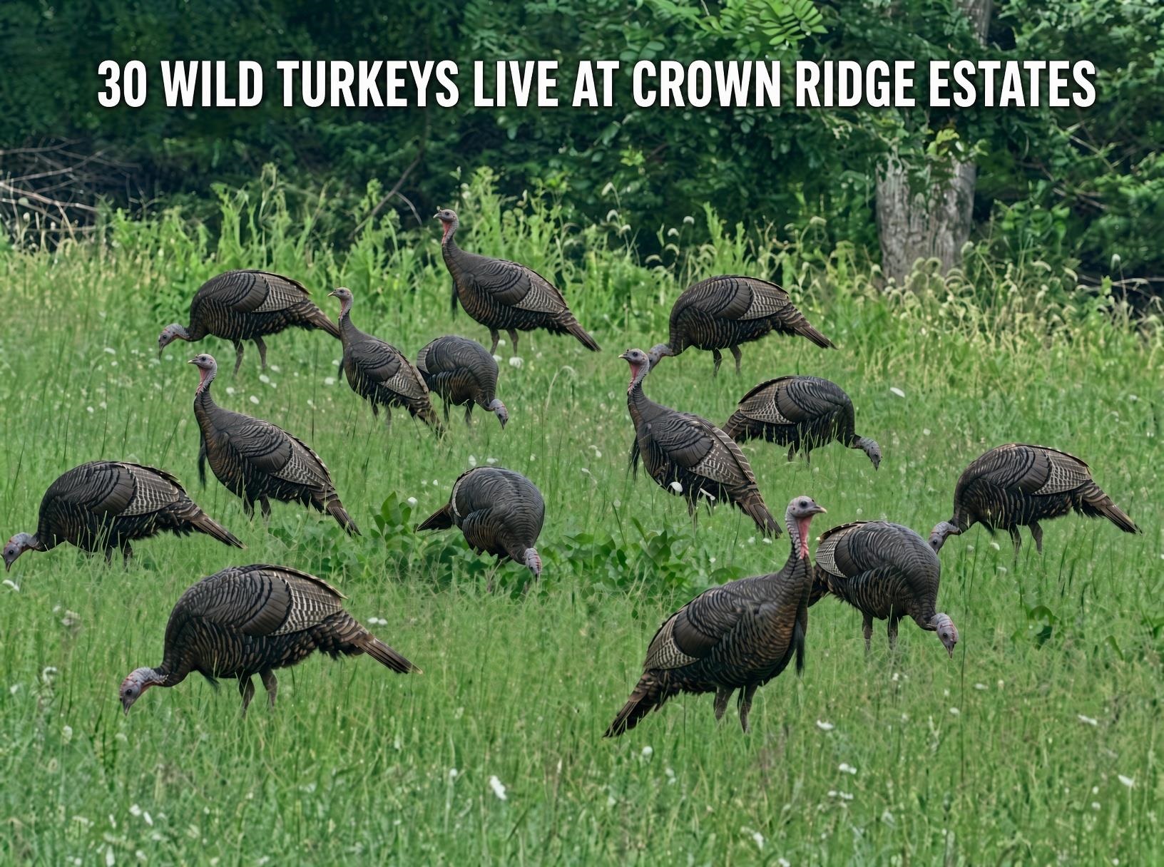 Lot 4 9acres BERRY FARM RD, STAUNTON, Virginia 24401, ,Land,The Premier Lot in Crown Ridge Estates,Lot 4 9acres BERRY FARM RD,683537 MLS # 683537 Lot 4 9acres BERRY FARM RD, STAUNTON, Virginia 24401, ,Land,The Premier Lot in Crown Ridge Estates,Lot 4 9acres BERRY FARM RD,683537 MLS # 683537